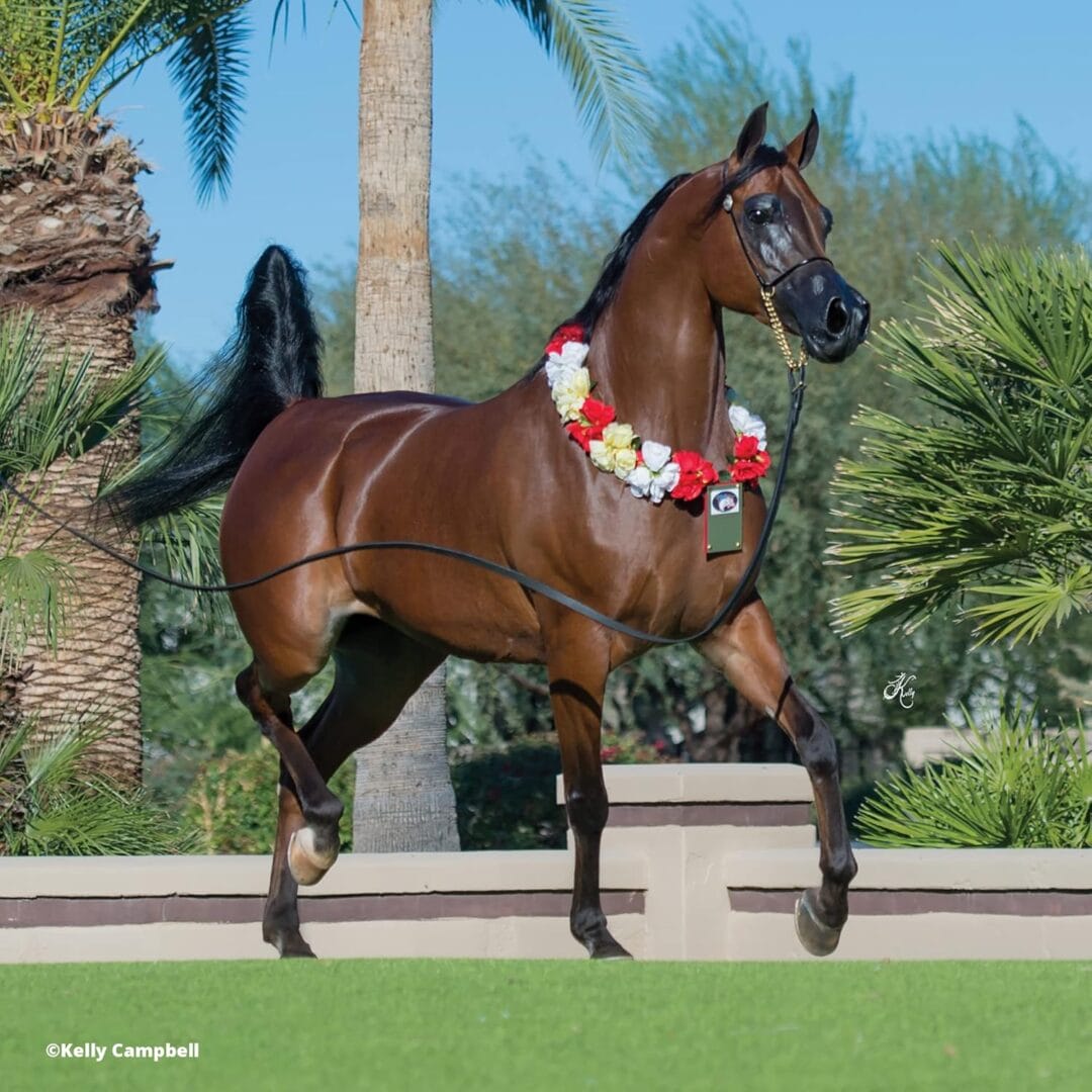 Breyer: RD Marciea Bey Champion Arabian - Image 3